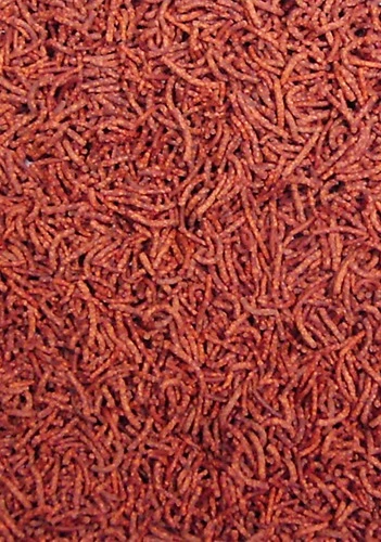 OCEAN NUTRITION Discus Granulés 300 Gr. Nourriture En Forme De Vers De Vase Pour Discus Avec Ail Et Spiruline 4 OCEAN NUTRITION Discus Granulés 300 Gr. Nourriture En Forme De Vers De Vase Pour Discus Avec Ail Et Spiruline – Image 2