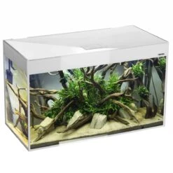 Poissons Aquariums Magasin 39 Poissons Aquariums Magasin -Poissons Aquariums Magasin aquael glossy 80 led 2 0 blanc laque aquarium 80 cm volume 125 l et eclairage leds 1