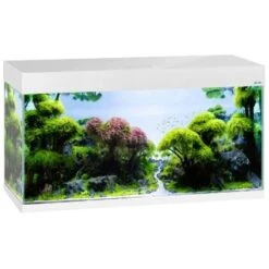 Poissons Aquariums Magasin 31 Poissons Aquariums Magasin -Poissons Aquariums Magasin aquael opti set 200 blanc aquarium 101 cm et 200 l de volume avec verre optique et eclairage leds 9
