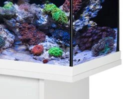 EHEIM AquaStart 63 LED Marin Blanc Aquarium équipé Eau De Mer 60 Cm 63L Disponible Avec Ou Sans Meuble 11 EHEIM AquaStart 63 LED Marin Blanc Aquarium équipé Eau De Mer 60 Cm 63L Disponible Avec Ou Sans Meuble -Poissons Aquariums Magasin aquarium eheim aquastar 63 marin led blanc 4