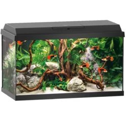 Aquarium JUWEL Primo 60 LED 61 X 31 X 37 Cm 57L Disponible Avec Ou Sans Meuble -Poissons Aquariums Magasin aquarium juwel primo 60 led noir sans meuble