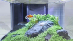 AQUATLANTIS AquaTable Blanc 100 X 63 Cm Aquarium 177 L Type Table Basse Tout équipé -Poissons Aquariums Magasin aquatlantis aquatable noir 100 x 63 cm aquarium 177 l type table basse tout equipe 6 3