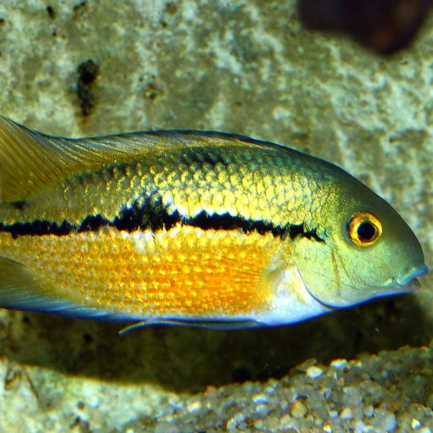 JBL ProNovo Cichlid Grano M 1000 Ml Nourriture En Granulés Pour Cichlidés Moyens De 8 à 20 Cm 4 JBL ProNovo Cichlid Grano M 1000 Ml Nourriture En Granulés Pour Cichlidés Moyens De 8 à 20 Cm – Image 2