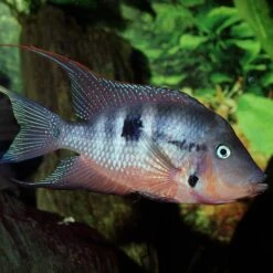 JBL ProNovo Cichlid Grano M 1000 Ml Nourriture En Granulés Pour Cichlidés Moyens De 8 à 20 Cm 7 JBL ProNovo Cichlid Grano M 1000 Ml Nourriture En Granulés Pour Cichlidés Moyens De 8 à 20 Cm -Poissons Aquariums Magasin cichlid m 1000 2 min