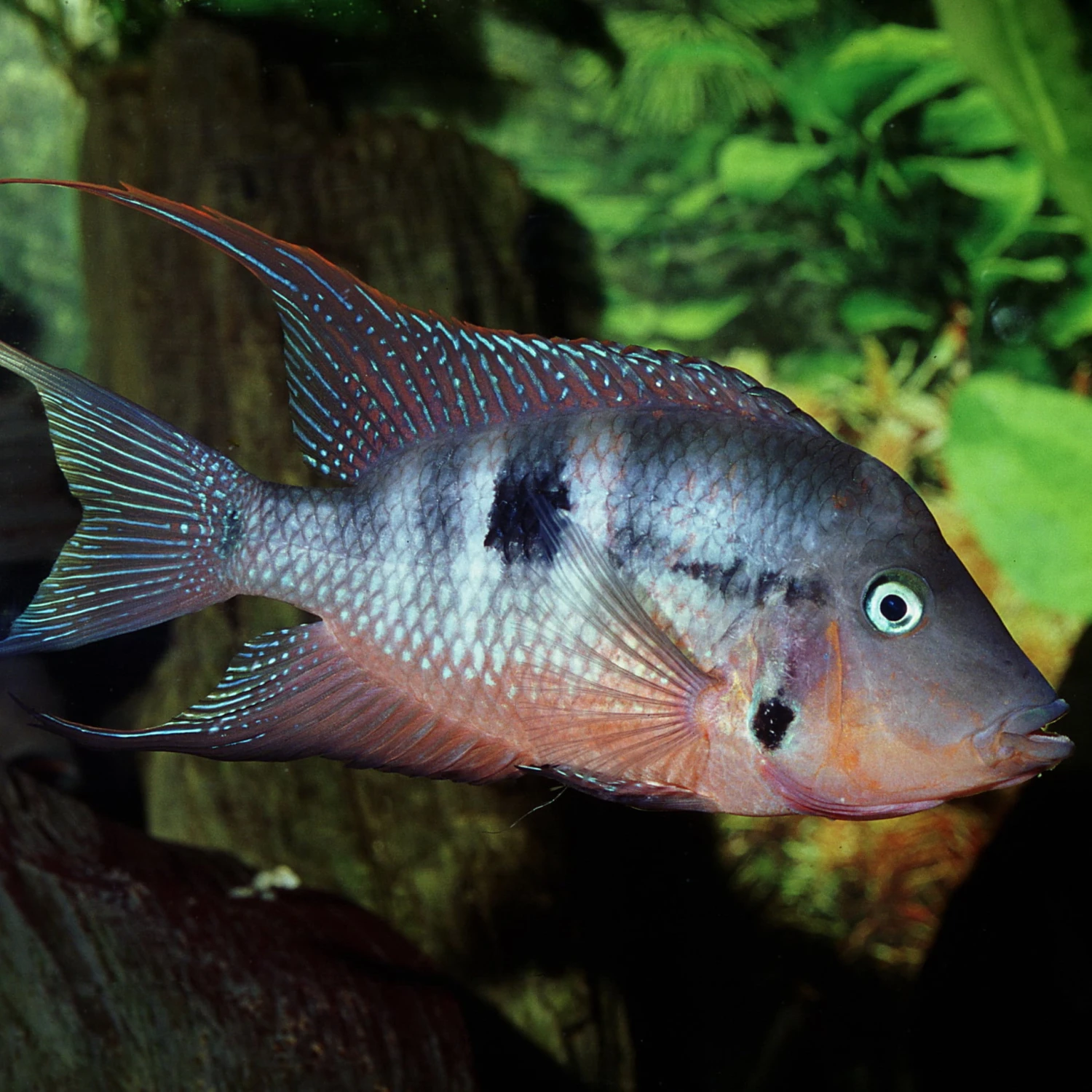 JBL ProNovo Cichlid Grano M 1000 Ml Nourriture En Granulés Pour Cichlidés Moyens De 8 à 20 Cm 5 JBL ProNovo Cichlid Grano M 1000 Ml Nourriture En Granulés Pour Cichlidés Moyens De 8 à 20 Cm – Image 3