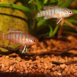 JBL ProNovo Cichlid Grano S 100 Ml Click Nourriture En Granulés Pour Petits Cichlidés De 3 à 10 Cm -Poissons Aquariums Magasin cichlid s 100 1 3 min 1