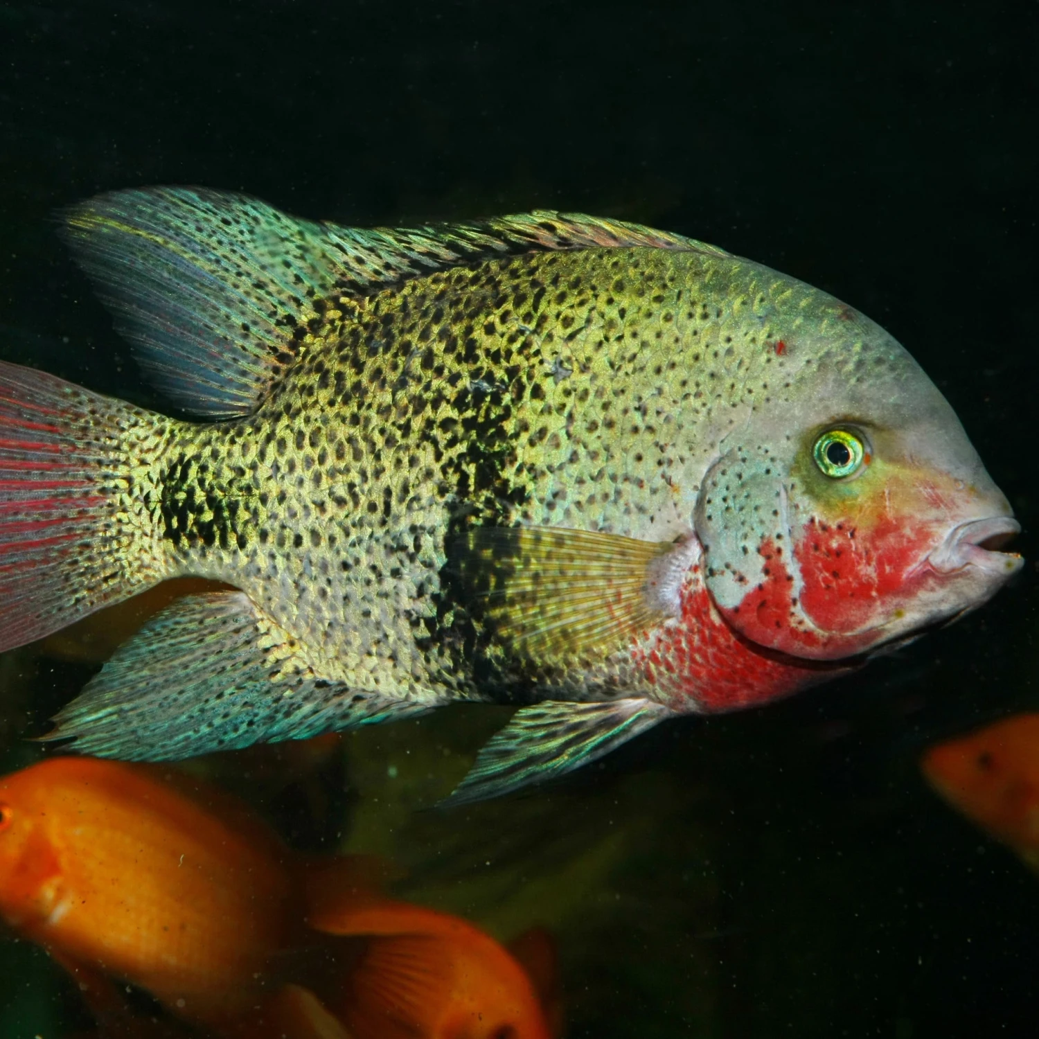 JBL ProNovo Cichlid Grano XL 1000 Ml Nourriture En Granulés Pour Grands Cichlidés De 15 à 40 Cm 5 JBL ProNovo Cichlid Grano XL 1000 Ml Nourriture En Granulés Pour Grands Cichlidés De 15 à 40 Cm – Image 3