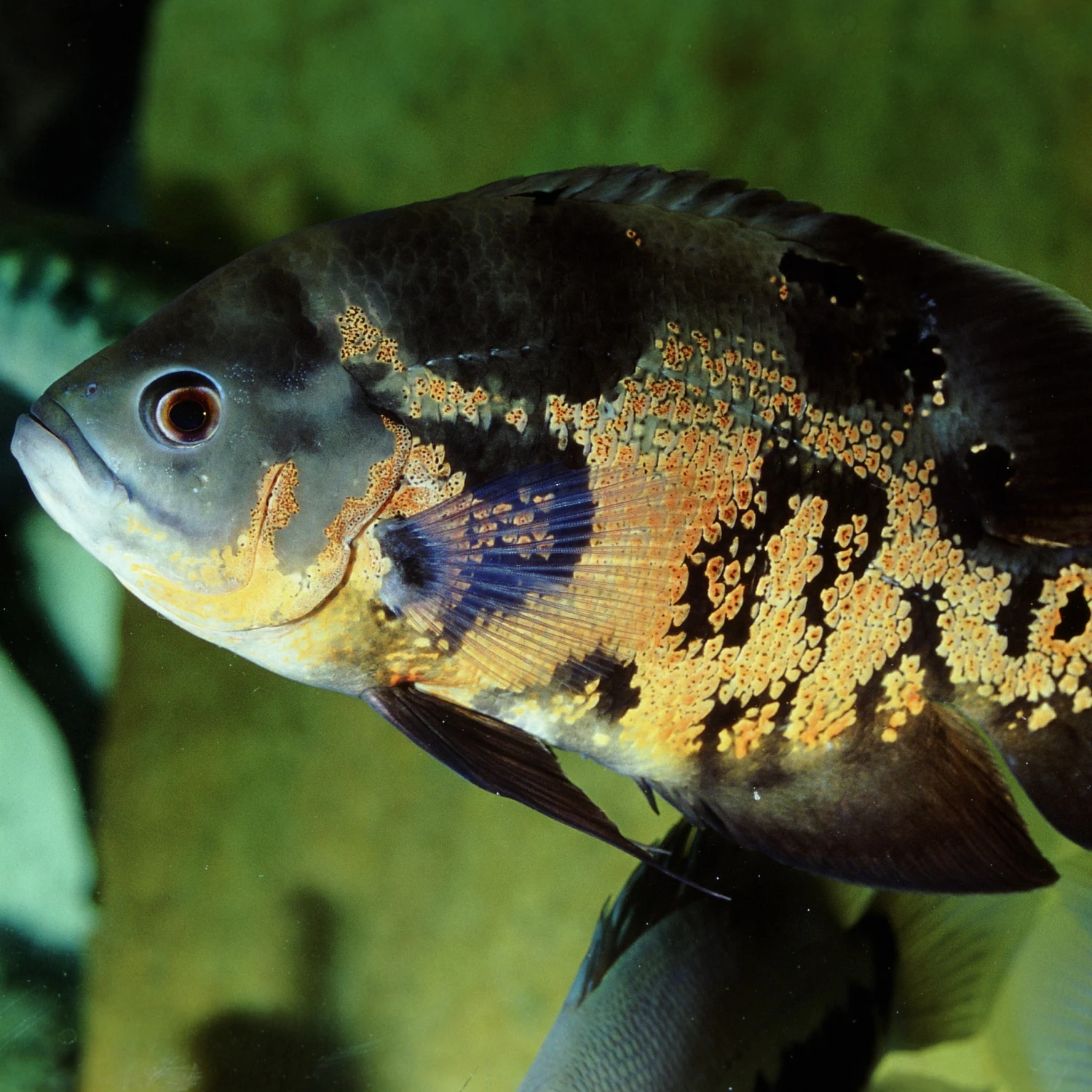 JBL ProNovo Cichlid Grano XL 1000 Ml Nourriture En Granulés Pour Grands Cichlidés De 15 à 40 Cm 6 JBL ProNovo Cichlid Grano XL 1000 Ml Nourriture En Granulés Pour Grands Cichlidés De 15 à 40 Cm – Image 4