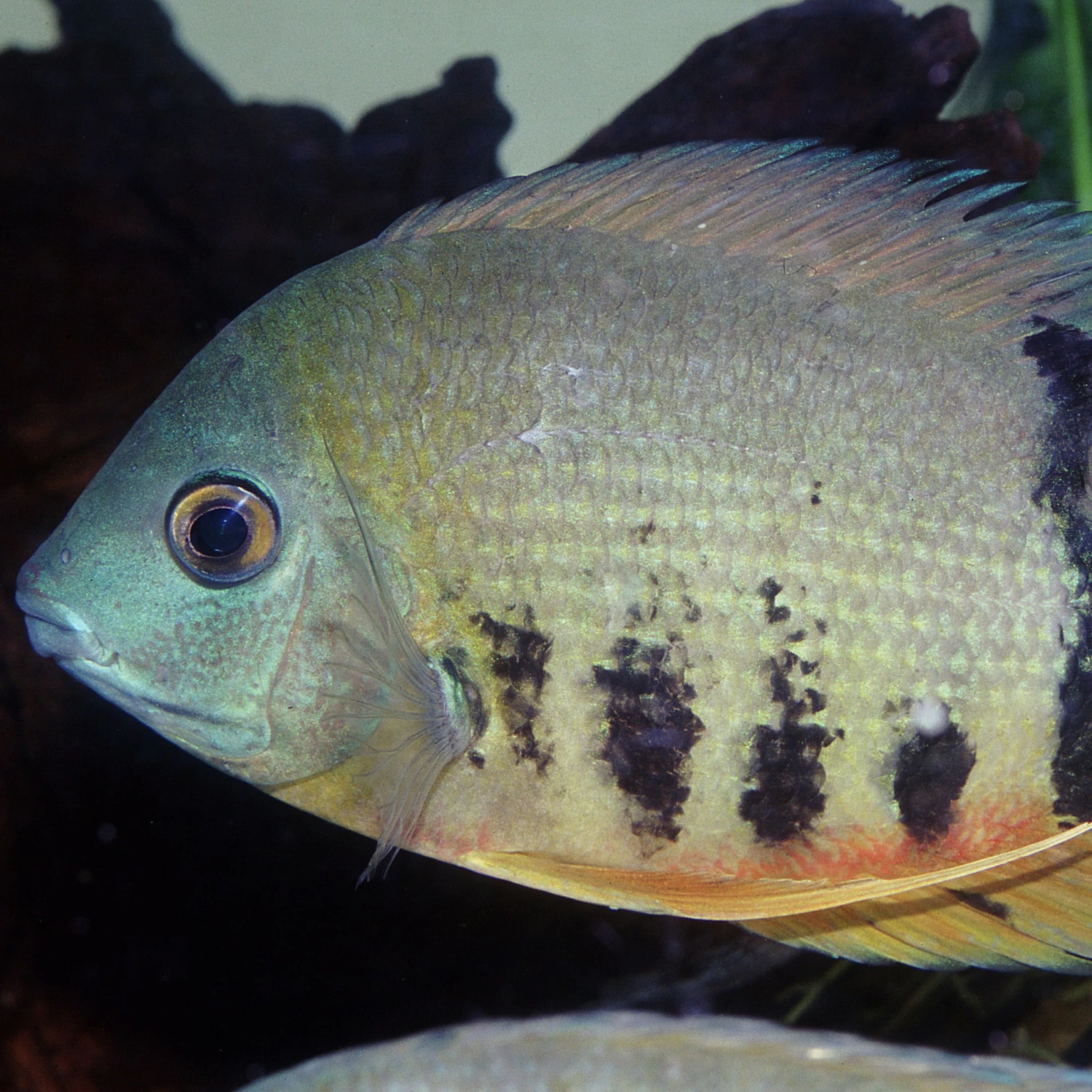 JBL ProNovo Cichlid Grano XL 1000 Ml Nourriture En Granulés Pour Grands Cichlidés De 15 à 40 Cm 4 JBL ProNovo Cichlid Grano XL 1000 Ml Nourriture En Granulés Pour Grands Cichlidés De 15 à 40 Cm – Image 2