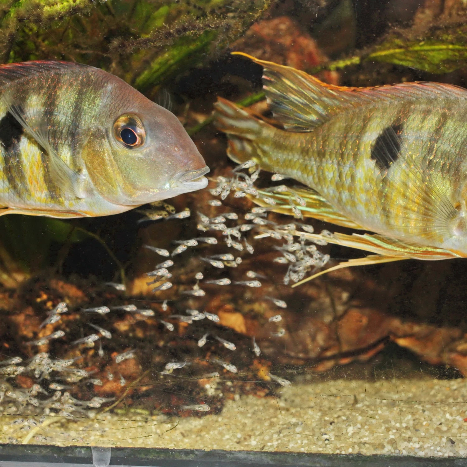 JBL ProNovo Bel Fluid 50 Ml Nourriture Liquide Pour Très Petits Alevins Ovipares De 2 à 5 Mm 4 JBL ProNovo Bel Fluid 50 Ml Nourriture Liquide Pour Très Petits Alevins Ovipares De 2 à 5 Mm – Image 2