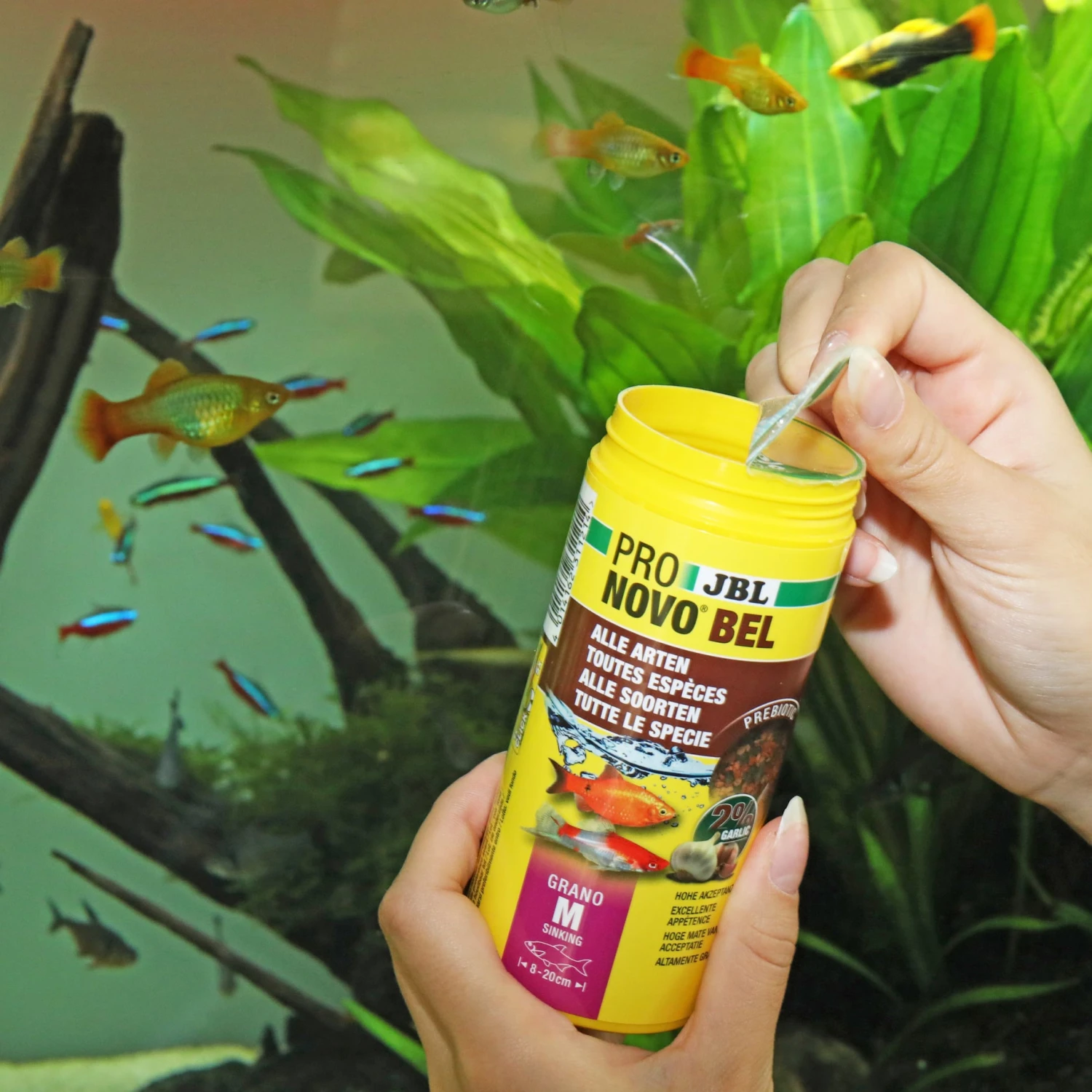 JBL ProNovo Bel Grano M 250 Ml Click Nourriture De Base En Granulés Pour Tous Poissons D'aquarium De 8 à 20 Cm 4 JBL ProNovo Bel Grano M 250 Ml Click Nourriture De Base En Granulés Pour Tous Poissons D'aquarium De 8 à 20 Cm – Image 2