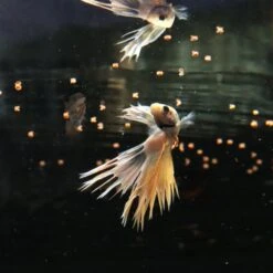 JBL ProNovo Betta Grano S 20 Ml Nourriture De Base En Granulés Pour Combattants De 3 à 10 Cm -Poissons Aquariums Magasin jbl pronovo betta grano s 100 ml nourriture de base en granules pour combattants de 3 a 10 cm 10 min