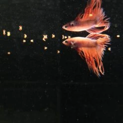 JBL ProNovo Betta Grano S 20 Ml Nourriture De Base En Granulés Pour Combattants De 3 à 10 Cm -Poissons Aquariums Magasin jbl pronovo betta grano s 100 ml nourriture de base en granules pour combattants de 3 a 10 cm 5 min