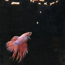 JBL ProNovo Betta Insect Stick S 100 Ml Click Nourriture En Bâtonnets Fins Pour Combattants De 3 à 10 Cm -Poissons Aquariums Magasin jbl pronovo betta insect stick s 20 ml nourriture en batonnets fins pour combattants de 3 a 10 cm 3 min 1