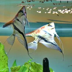 JBL ProNovo Betta Insect Stick S 100 Ml Click Nourriture En Bâtonnets Fins Pour Combattants De 3 à 10 Cm -Poissons Aquariums Magasin jbl pronovo betta insect stick s 20 ml nourriture en batonnets fins pour combattants de 3 a 10 cm 6 min 1