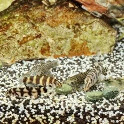 JBL ProNovo Botia Tab M 1000 Ml Nourriture En Comprimés Pour Tous Les Poissons Loches De 1 à 20 Cm 19 JBL ProNovo Botia Tab M 1000 Ml Nourriture En Comprimés Pour Tous Les Poissons Loches De 1 à 20 Cm -Poissons Aquariums Magasin jbl pronovo botia tab m 100 ml nourriture en comprimes pour tous les poissons loches de 1 a 20 cm 4 min 1