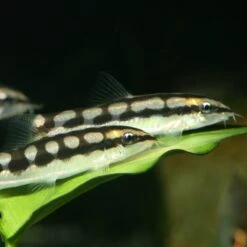 JBL ProNovo Botia Tab M 1000 Ml Nourriture En Comprimés Pour Tous Les Poissons Loches De 1 à 20 Cm 17 JBL ProNovo Botia Tab M 1000 Ml Nourriture En Comprimés Pour Tous Les Poissons Loches De 1 à 20 Cm -Poissons Aquariums Magasin jbl pronovo botia tab m 100 ml nourriture en comprimes pour tous les poissons loches de 1 a 20 cm 6 min 1