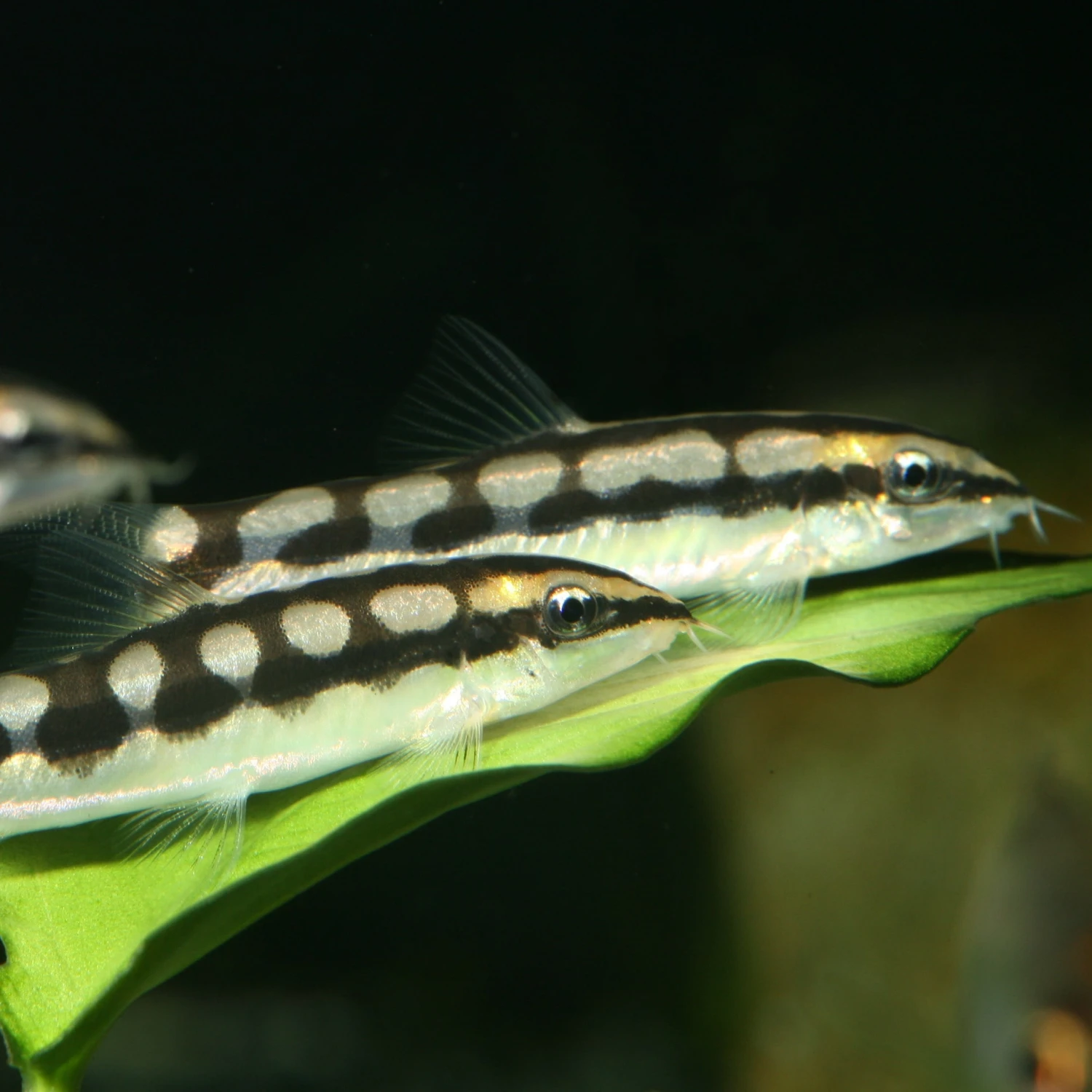 JBL ProNovo Botia Tab M 1000 Ml Nourriture En Comprimés Pour Tous Les Poissons Loches De 1 à 20 Cm 8 JBL ProNovo Botia Tab M 1000 Ml Nourriture En Comprimés Pour Tous Les Poissons Loches De 1 à 20 Cm – Image 6