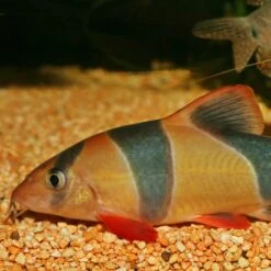 JBL ProNovo Botia Tab M 250 Ml Nourriture En Comprimés Pour Tous Les Poissons Loches De 1 à 20 Cm -Poissons Aquariums Magasin jbl pronovo botia tab m 100 ml nourriture en comprimes pour tous les poissons loches de 1 a 20 cm 7 min