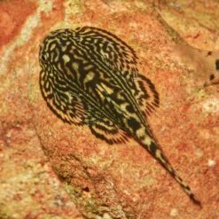 JBL ProNovo Botia Tab M 1000 Ml Nourriture En Comprimés Pour Tous Les Poissons Loches De 1 à 20 Cm 18 JBL ProNovo Botia Tab M 1000 Ml Nourriture En Comprimés Pour Tous Les Poissons Loches De 1 à 20 Cm -Poissons Aquariums Magasin jbl pronovo botia tab m 100 ml nourriture en comprimes pour tous les poissons loches de 1 a 20 cm 8 min 1