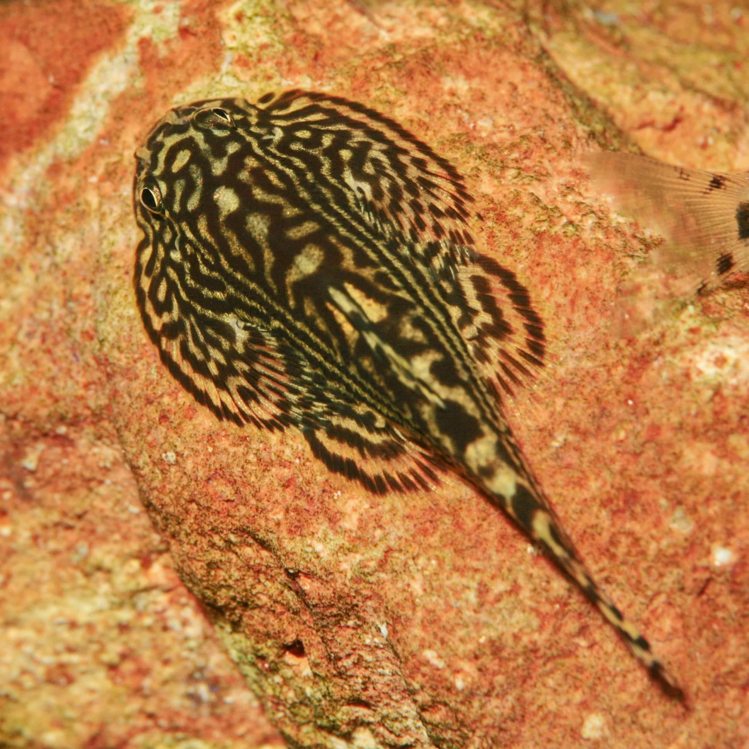 JBL ProNovo Botia Tab M 1000 Ml Nourriture En Comprimés Pour Tous Les Poissons Loches De 1 à 20 Cm 9 JBL ProNovo Botia Tab M 1000 Ml Nourriture En Comprimés Pour Tous Les Poissons Loches De 1 à 20 Cm – Image 7