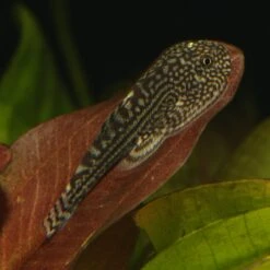 JBL ProNovo Botia Tab M 1000 Ml Nourriture En Comprimés Pour Tous Les Poissons Loches De 1 à 20 Cm 21 JBL ProNovo Botia Tab M 1000 Ml Nourriture En Comprimés Pour Tous Les Poissons Loches De 1 à 20 Cm -Poissons Aquariums Magasin jbl pronovo botia tab m 100 ml nourriture en comprimes pour tous les poissons loches de 1 a 20 cm 9 min 1