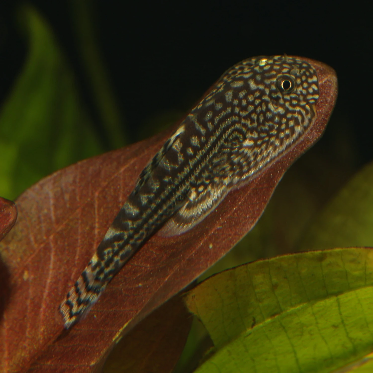 JBL ProNovo Botia Tab M 1000 Ml Nourriture En Comprimés Pour Tous Les Poissons Loches De 1 à 20 Cm 12 JBL ProNovo Botia Tab M 1000 Ml Nourriture En Comprimés Pour Tous Les Poissons Loches De 1 à 20 Cm – Image 10