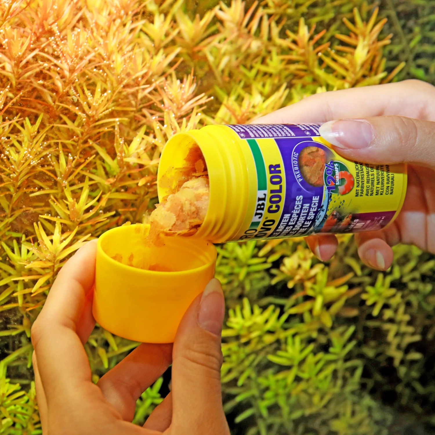 JBL ProNovo Color Flakes M 250 Ml Nourriture En Flocons Rehaussant Les Couleurs Des Poissons D'aquarium De 8 à 20 Cm 7 JBL ProNovo Color Flakes M 250 Ml Nourriture En Flocons Rehaussant Les Couleurs Des Poissons D'aquarium De 8 à 20 Cm – Image 5