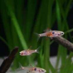 JBL ProNovo Danio Grano XS 20 Ml Nourriture En Granulés Pour Petits Barbus Et Danios De 3 à 5 Cm -Poissons Aquariums Magasin jbl pronovo danio grano xs 20 ml nourriture en granules pour petits barbus et danios de 3 a 5 cm 10 min