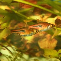 JBL ProNovo Danio Grano XS 100 Ml Click Nourriture En Granulés Pour Petits Barbus Et Danios De 3 à 5 Cm 19 JBL ProNovo Danio Grano XS 100 Ml Click Nourriture En Granulés Pour Petits Barbus Et Danios De 3 à 5 Cm -Poissons Aquariums Magasin jbl pronovo danio grano xs 20 ml nourriture en granules pour petits barbus et danios de 3 a 5 cm 4 min 1