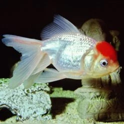 JBL ProNovo Fantail Grano S 100 Ml Click Nourriture De Base En Granulés Spéciale Voiles De Chine 3 à 10 Cm -Poissons Aquariums Magasin jbl pronovo fantail grano s 100 ml click nourriture de base en granules speciale voiles de chine 3 a 10 cm 3 min