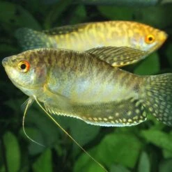 JBL ProNovo Gourami Grano S 250 Ml Click Nourriture De Base En Granulés Pour Gouramis, Colisa Et Autres Labyrinthidés De 3 à 10 Cm 19 JBL ProNovo Gourami Grano S 250 Ml Click Nourriture De Base En Granulés Pour Gouramis, Colisa Et Autres Labyrinthidés De 3 à 10 Cm -Poissons Aquariums Magasin jbl pronovo gourami grano s 250 ml click nourriture de base en granules pour gouramis colisa et autres labyrinthides de 3 a 10 cm 4 min