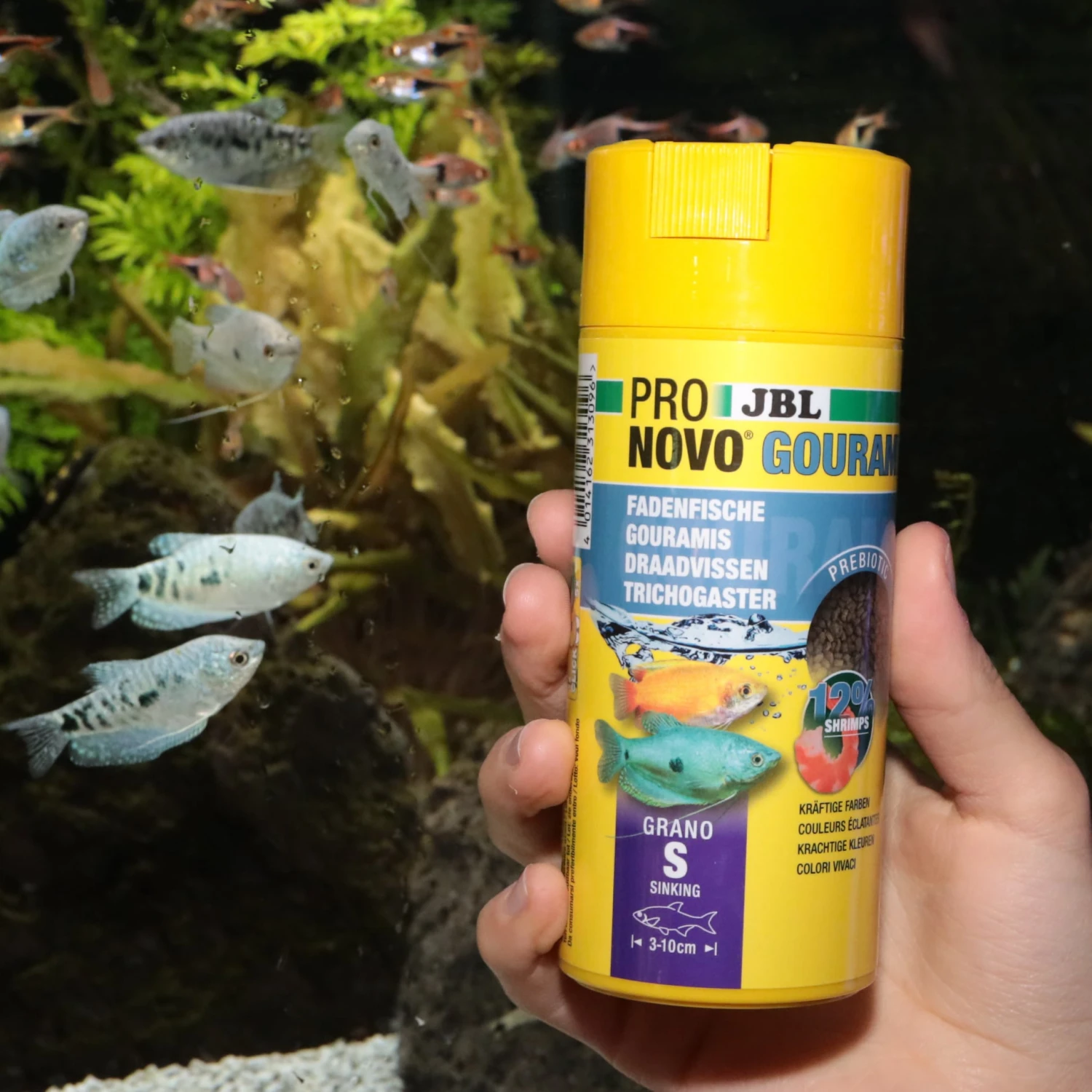 JBL ProNovo Gourami Grano S 250 Ml Click Nourriture De Base En Granulés Pour Gouramis, Colisa Et Autres Labyrinthidés De 3 à 10 Cm 5 JBL ProNovo Gourami Grano S 250 Ml Click Nourriture De Base En Granulés Pour Gouramis, Colisa Et Autres Labyrinthidés De 3 à 10 Cm – Image 3