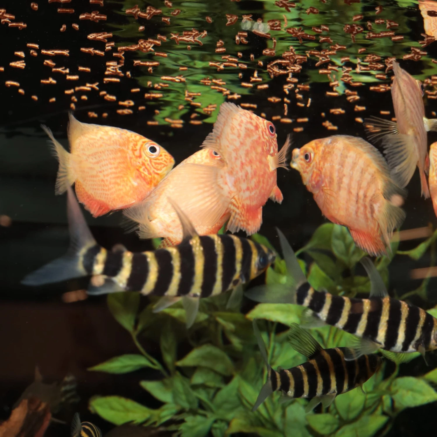 JBL ProNovo Insect Stick S 20 Ml Nourriture En Bâtonnets Pour Tous Les Poissons D'ornement De 3 à 10 Cm 9 JBL ProNovo Insect Stick S 20 Ml Nourriture En Bâtonnets Pour Tous Les Poissons D'ornement De 3 à 10 Cm – Image 7