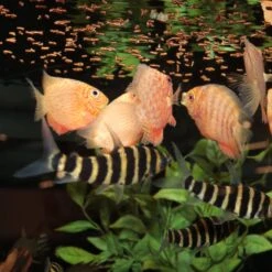 JBL ProNovo Insect Stick S 250 Ml Nourriture En Bâtonnets Pour Tous Les Poissons D'ornement De 3 à 10 Cm -Poissons Aquariums Magasin jbl pronovo insect stick s 250 ml nourriture en batonnets pour tous les poissons d ornement de 3 a 10 cm 5 min