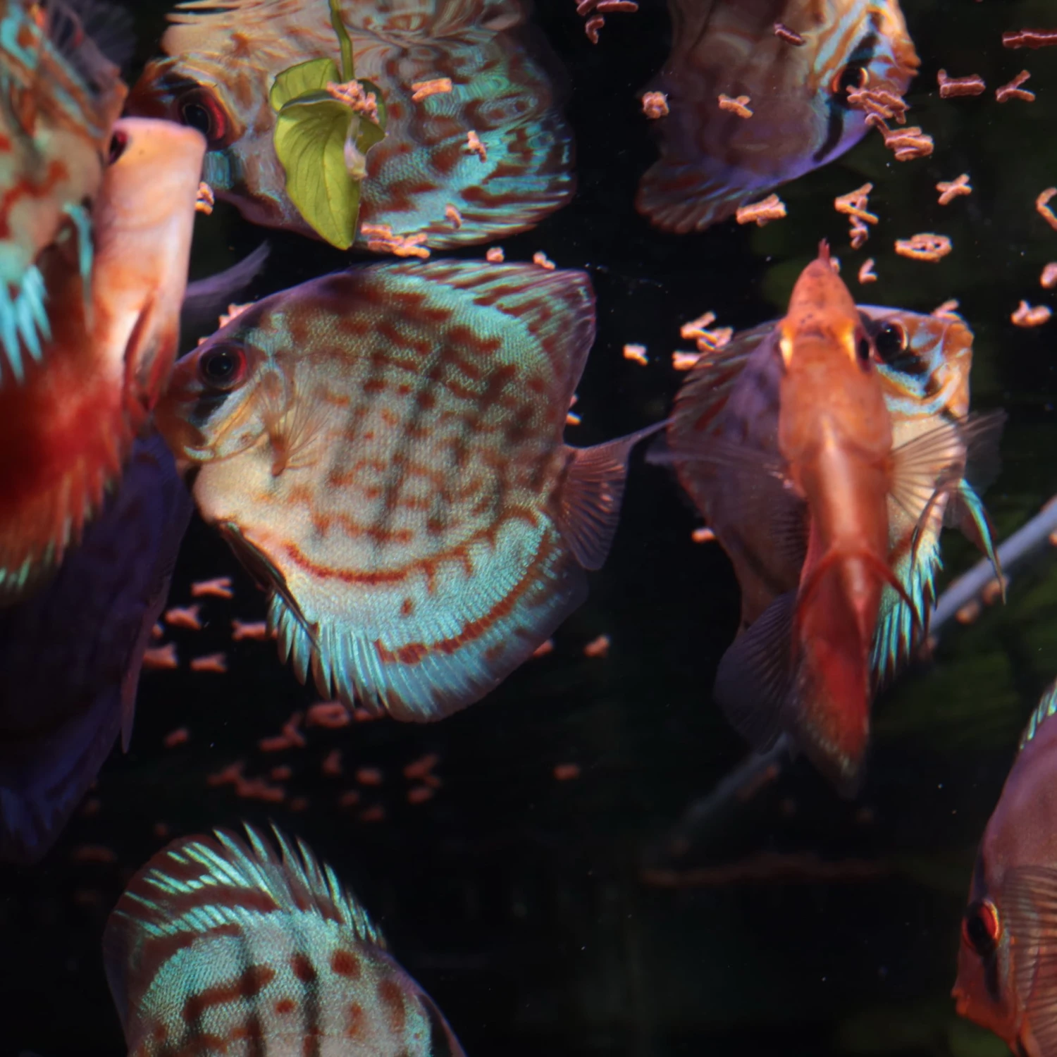 JBL ProNovo Insect Stick S 20 Ml Nourriture En Bâtonnets Pour Tous Les Poissons D'ornement De 3 à 10 Cm 7 JBL ProNovo Insect Stick S 20 Ml Nourriture En Bâtonnets Pour Tous Les Poissons D'ornement De 3 à 10 Cm – Image 5