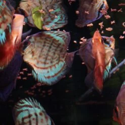 JBL ProNovo Insect Stick S 250 Ml Nourriture En Bâtonnets Pour Tous Les Poissons D'ornement De 3 à 10 Cm -Poissons Aquariums Magasin jbl pronovo insect stick s 250 ml nourriture en batonnets pour tous les poissons d ornement de 3 a 10 cm 6 min