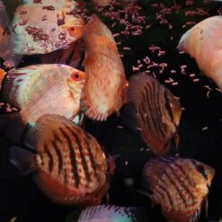 JBL ProNovo Insect Stick S 20 Ml Nourriture En Bâtonnets Pour Tous Les Poissons D'ornement De 3 à 10 Cm 14 JBL ProNovo Insect Stick S 20 Ml Nourriture En Bâtonnets Pour Tous Les Poissons D'ornement De 3 à 10 Cm -Poissons Aquariums Magasin jbl pronovo insect stick s 250 ml nourriture en batonnets pour tous les poissons d ornement de 3 a 10 cm 7 min 1