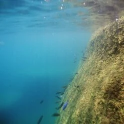 JBL ProNovo Malawi Grano M 1000 Ml Nourriture En Granulés Pour Cichlidés Brouteurs D'algues Des Lacs Malawi Et Tanganyika De 8 à 20 Cm -Poissons Aquariums Magasin jbl pronovo malawi flakes m 250 ml nourriture en flocons pour cichlides brouteurs d algues des lacs malawi et tanganyika de 8 a 20 cm 1 min 1