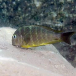 JBL ProNovo Malawi Grano M 1000 Ml Nourriture En Granulés Pour Cichlidés Brouteurs D'algues Des Lacs Malawi Et Tanganyika De 8 à 20 Cm -Poissons Aquariums Magasin jbl pronovo malawi flakes m 250 ml nourriture en flocons pour cichlides brouteurs d algues des lacs malawi et tanganyika de 8 a 20 cm 2 min 1