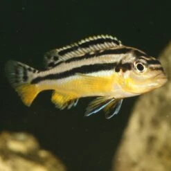 JBL ProNovo Malawi Flakes M 1000 Ml Nourriture En Flocons Pour Cichlidés Brouteurs D'algues Des Lacs Malawi Et Tanganyika De 8 à 20 Cm -Poissons Aquariums Magasin jbl pronovo malawi flakes m 250 ml nourriture en flocons pour cichlides brouteurs d algues des lacs malawi et tanganyika de 8 a 20 cm 3 min 3