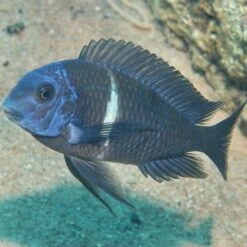 JBL ProNovo Malawi Grano M 1000 Ml Nourriture En Granulés Pour Cichlidés Brouteurs D'algues Des Lacs Malawi Et Tanganyika De 8 à 20 Cm -Poissons Aquariums Magasin jbl pronovo malawi flakes m 250 ml nourriture en flocons pour cichlides brouteurs d algues des lacs malawi et tanganyika de 8 a 20 cm 4 min 1