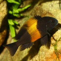 JBL ProNovo Malawi Grano M 1000 Ml Nourriture En Granulés Pour Cichlidés Brouteurs D'algues Des Lacs Malawi Et Tanganyika De 8 à 20 Cm -Poissons Aquariums Magasin jbl pronovo malawi flakes m 250 ml nourriture en flocons pour cichlides brouteurs d algues des lacs malawi et tanganyika de 8 a 20 cm 5 min 1