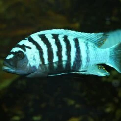 JBL ProNovo Malawi Flakes M 1000 Ml Nourriture En Flocons Pour Cichlidés Brouteurs D'algues Des Lacs Malawi Et Tanganyika De 8 à 20 Cm -Poissons Aquariums Magasin jbl pronovo malawi flakes m 250 ml nourriture en flocons pour cichlides brouteurs d algues des lacs malawi et tanganyika de 8 a 20 cm 6 min 3