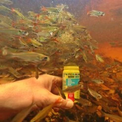 JBL ProNovo Neon Grano XXS 100 Ml Click Nourriture En Granulés Pour Néons Et Autres Petits Characins De 1 à 3 Cm 19 JBL ProNovo Neon Grano XXS 100 Ml Click Nourriture En Granulés Pour Néons Et Autres Petits Characins De 1 à 3 Cm -Poissons Aquariums Magasin jbl pronovo neon grano xxs 100 ml click nourriture en granules pour neons et autres petits characins de 1 a 3 cm 3 min