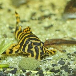 JBL ProNovo Pleco Wafer M 250 Ml Nourriture En Comprimés Avec Bois Pour Locaridés Herbivores De 1 à 20 Cm -Poissons Aquariums Magasin jbl pronovo pleco wafer m 100 ml nourriture en comprimes avec bois pour locarides herbivores de 1 a 20 cm 10 min 1