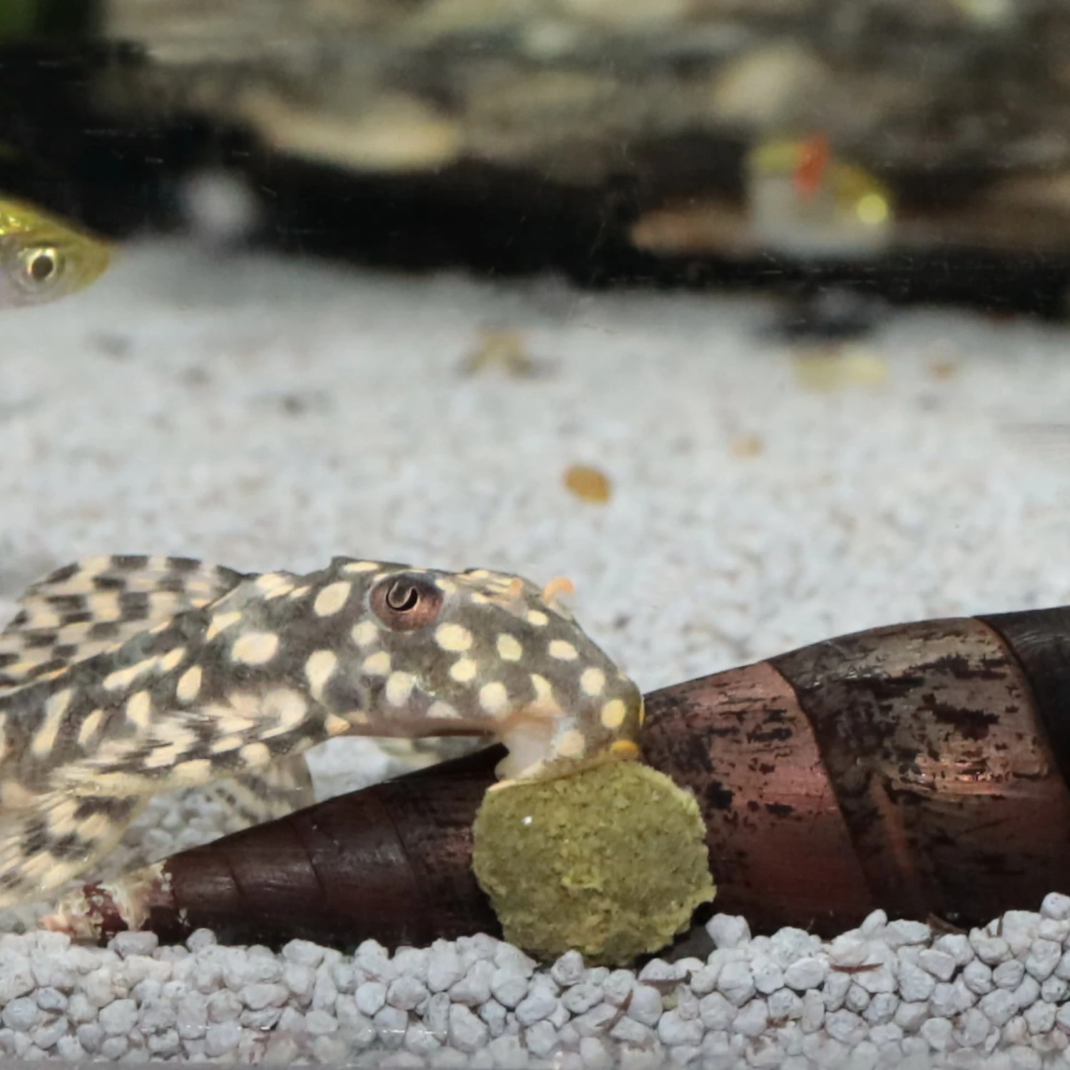 JBL ProNovo Pleco Wafer M 100 Ml Nourriture En Comprimés Avec Bois Pour Locaridés Herbivores De 1 à 20 Cm 10 JBL ProNovo Pleco Wafer M 100 Ml Nourriture En Comprimés Avec Bois Pour Locaridés Herbivores De 1 à 20 Cm – Image 8