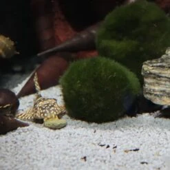 JBL ProNovo Pleco Wafer M 250 Ml Nourriture En Comprimés Avec Bois Pour Locaridés Herbivores De 1 à 20 Cm -Poissons Aquariums Magasin jbl pronovo pleco wafer m 100 ml nourriture en comprimes avec bois pour locarides herbivores de 1 a 20 cm 12 min