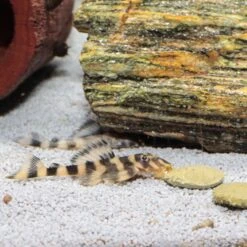 JBL ProNovo Pleco Wafer XL 1000 Ml Nourriture En Comprimés Avec Bois Pour Locaridés Herbivores De 15 à 40 Cm -Poissons Aquariums Magasin jbl pronovo pleco wafer xl 1000 ml nourriture en comprimes avec bois pour locarides herbivores de 15 a 40 cm 5 min 1