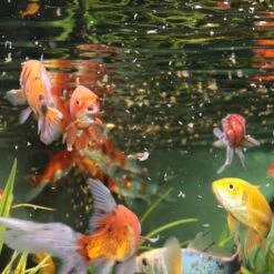 JBL ProNovo Red Flakes M 100 Ml Nourriture De Base En Flocons Pour Poissons Rouges De 8 à 20 Cm -Poissons Aquariums Magasin jbl pronovo red flakes m 1000 ml nourriture de base en flocons pour poissons rouges de 8 a 20 cm 3 min